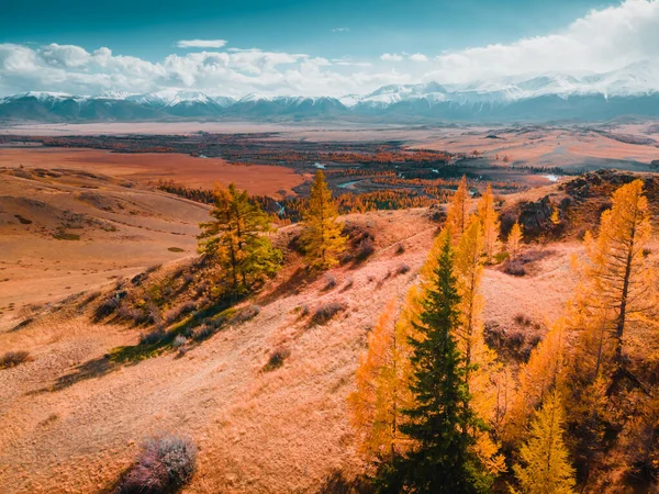Κίτρινα Φθινοπωρινά Δέντρα Και Χιονισμένα Βουνά Kurai Steppe Στο Altai — Φωτογραφία Αρχείου