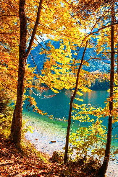 Žluté Podzimní Stromy Břehu Horského Jezera Alpy Rakousko Krásná Podzimní — Stock fotografie