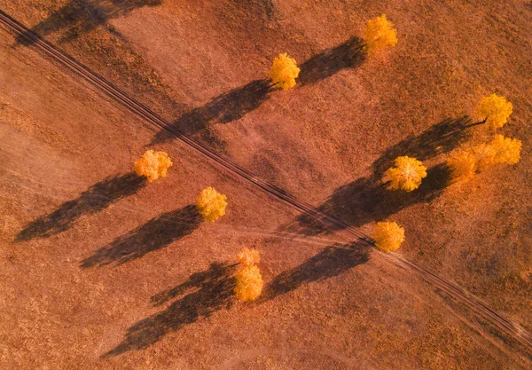Жовті Осінні Дерева Полі Заході Сонця Заміська Дорога Між Деревами — стокове фото