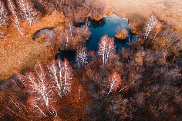 秋天的森林里 秋天的夕阳西下 黄色的树和有蓝色水的池塘 空中无人驾驶飞机视图 美丽的秋天风景 — 图库照片