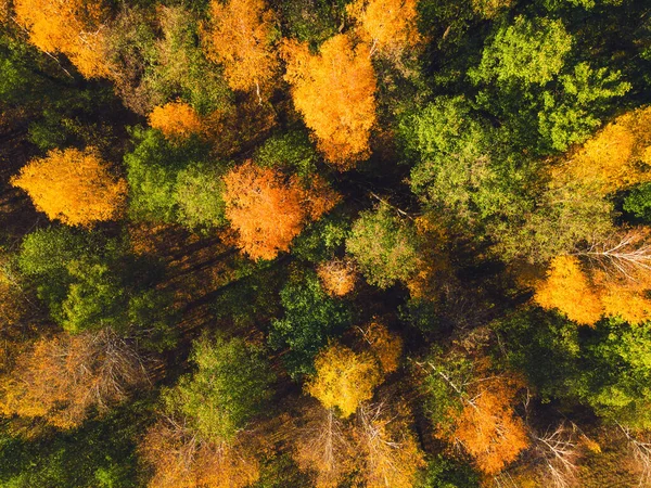 Жовті Зелені Осінні Дерева Лісі Заході Сонця Повітряний Вид Зверху — стокове фото