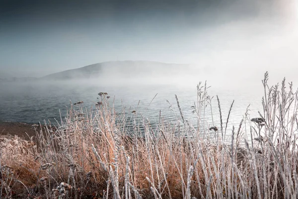 霧の朝に湖の岸に霜で覆われた植物 選択的フォーカス 冬景色 — ストック写真