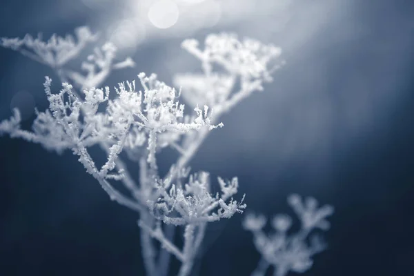 湖の岸に霜で覆われた植物 マクロ画像 フィールドの浅い深さ 冬の自然背景 — ストック写真