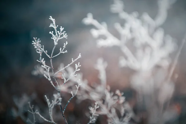 Замороженные Растения Лесу Макроизображение Мелкая Глубина Резкости Зимний Фон Природы — стоковое фото