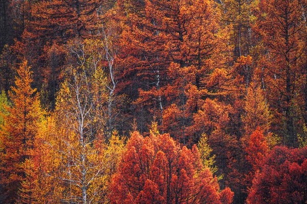 Żółte Drzewa Jesiennym Lesie Górach Streszczenie Jesiennego Tła Przyrody — Zdjęcie stockowe