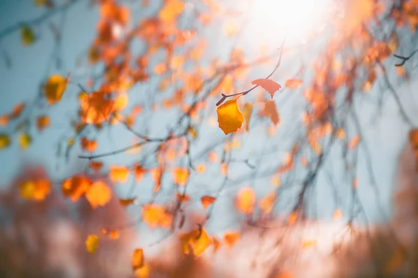 秋の森の中の青い空に対して 木の上に黄色の葉 選択的フォーカス 美しい秋の背景 — ストック写真