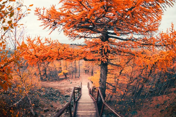 Żółte Jesienne Modrzewie Drewniane Schody Górach Piękny Jesienny Krajobraz — Zdjęcie stockowe