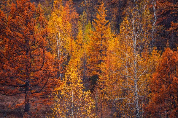 Żółte Drzewa Jesiennym Lesie Górach Streszczenie Jesiennego Tła Przyrody — Zdjęcie stockowe