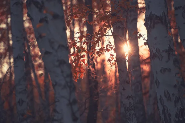 Березові Дерева Жовтим Листям Осінньому Лісі Під Час Вечірнього Сонячного — стокове фото
