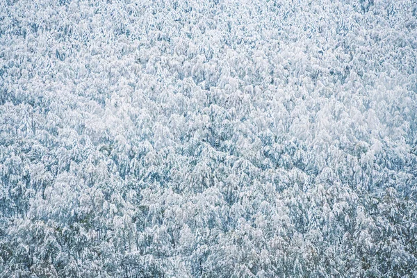 Árboles Cubiertos Nieve Bosque Invierno Las Montañas Hermosa Naturaleza Invierno — Foto de Stock