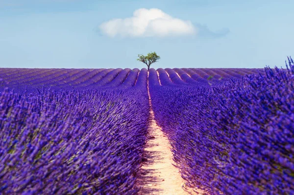 Lavendelfält Med Träd Och Blå Himmel Valensole Provence Frankrike Sommar — Stockfoto