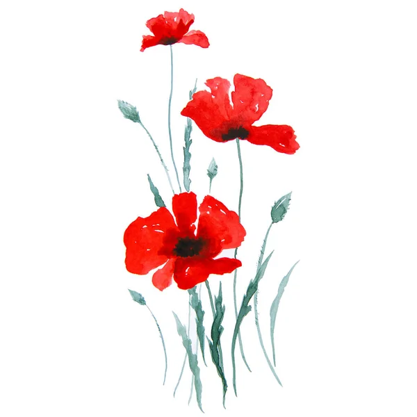 Κόκκινη Παπαρούνα Λουλούδια Ζωγραφική Ακουαρέλα Τέχνη Floral Εικόνα Απομονώνονται Λευκό — Φωτογραφία Αρχείου
