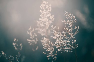 Ormanda kuru sonbahar otları. Makro görüntü, yüzeysel alan derinliği. Güzel sonbahar doğa arka planı