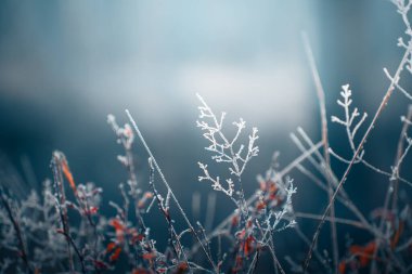 Frost-covered trees in winter forest. Macro image, shallow depth of field. Winter nature background