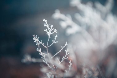 Frost-covered plants in winter forest. Macro image, shallow depth of field. Winter nature background