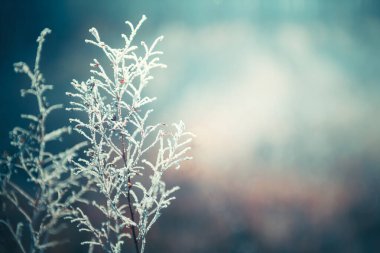 Frost-covered plants in winter forest. Macro image, shallow depth of field. Winter nature background