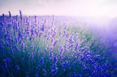 Blooming lavender flowers at sunset in Provence, France. Macro image, shallow depth of field. Beautiful summer nature background