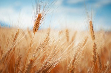Ripe ears of wheat in a field against the blue sky. Selective focus. Provence, France. Summer nature background.