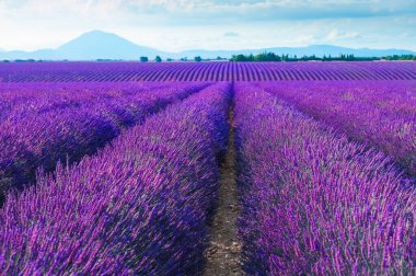 Blooming lavender fields and the blue sky in Valensole, Provence, France. Beautiful summer landscape.