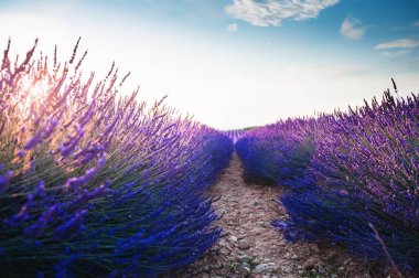 Blooming lavender fields at sunset in Valensole, Provence, France. Beautiful summer landscape.
