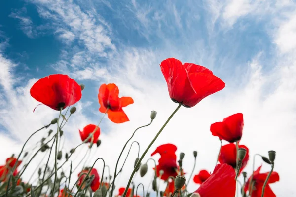 Red poppy flowers against the blue sky. Selective focus. Beautiful spring nature background