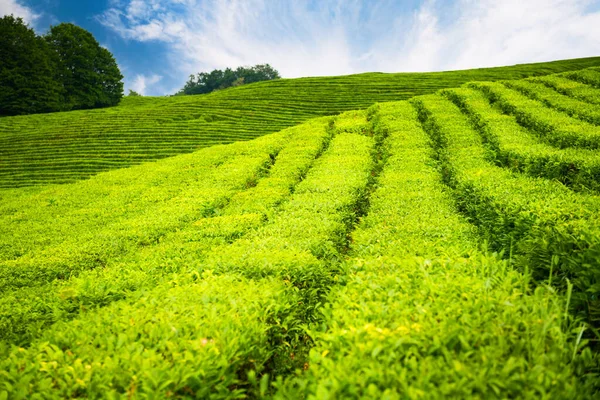 Blooming tea with green leaves on tea plantation in summer. Selective focus. Green nature background.