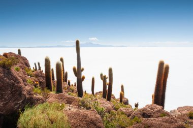 İncahuasi adasındaki büyük yeşil kaktüsler, Salar de Uyuni tuz düzlüğü, Altiplano, Bolivya. Güney Amerika 'nın manzaraları