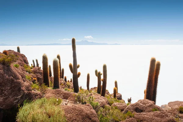 Grandes Cactos Verdes Isla Incahuasi Salar Uyuni Salar Altiplano Bolivia — Foto de Stock
