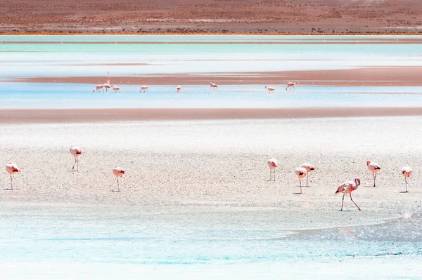 Flamingos Cor Rosa Lagoa Alta Altitude Altiplano Bolívia Vida Selvagem — Fotografia de Stock