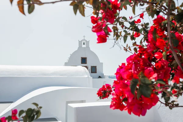 สถาป ตยกรรมส ขาวในเกาะซานโตร ประเทศกร นไม ดอกไม แดงและโบสถ ในเม Oia — ภาพถ่ายสต็อก