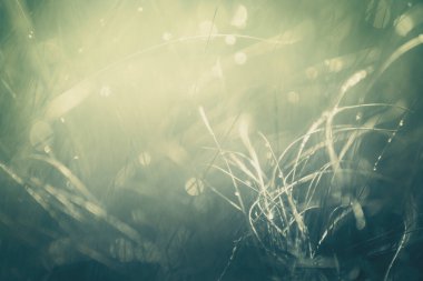 Gün doğumunda çiğ taneleri olan yabani yeşil çimenler. Makro görüntü, yüzeysel alan derinliği. Soyut yaz doğa arka planı