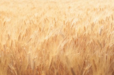 Ripe ears of wheat close up. Selective focus. Field of wheat in Provence, France. Summer nature background.