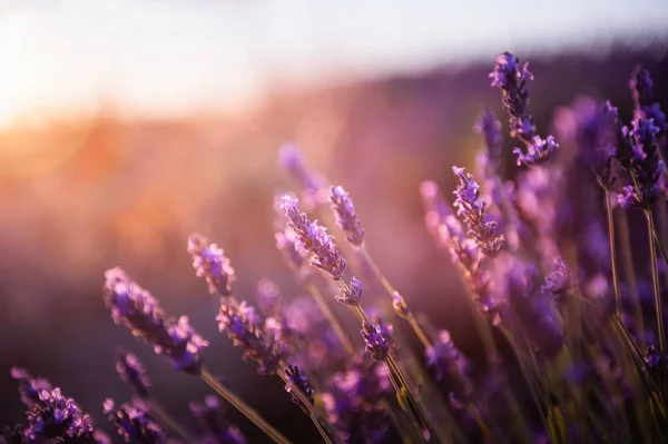 Blooming lavender flowers at sunset in Provence, France. Macro image. Beautiful summer nature background