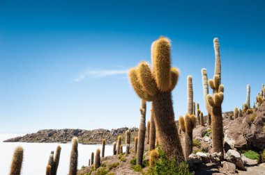 İncahuasi adasındaki büyük yeşil kaktüsler, Salar de Uyuni tuz düzlüğü, Altiplano, Bolivya. Güney Amerika yaz manzarası