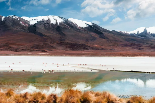 Laguna Gran Altura Volcanes Meseta Del Altiplano Bolivia Flamencos Rosados — Foto de Stock