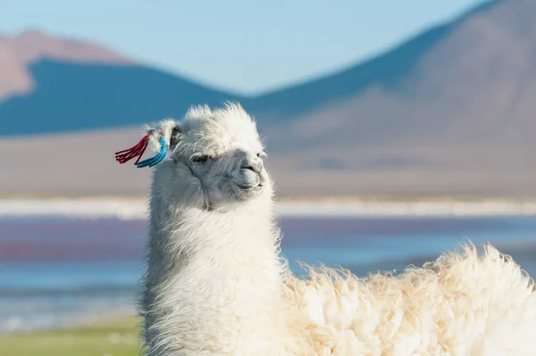White Alpaca Shore High Altitude Lake Laguna Colorada Altiplano Bolivia — Stock Photo, Image