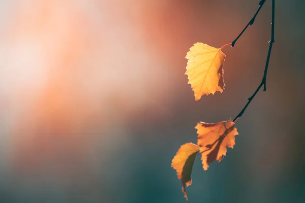 秋の森の中の木に黄色の葉 選択的フォーカス 美しい秋の背景 — ストック写真