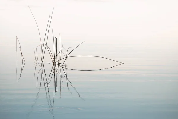 호수의 물가에서 뜯는다 식물들은 표면에 반사된다 — 스톡 사진