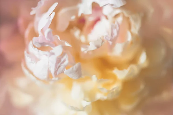 Blooming white peony flower. Macro image. Beautiful flower peonies background