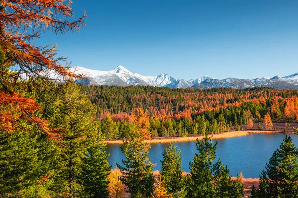 秋天的湖水和俄罗斯西伯利亚阿尔泰白雪覆盖的山脉 美丽的秋天风景 — 图库照片