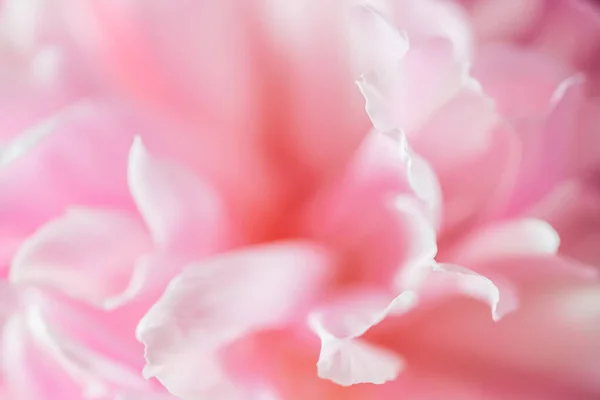 Blooming pink peony flower. Macro image. Beautiful flower peonies background