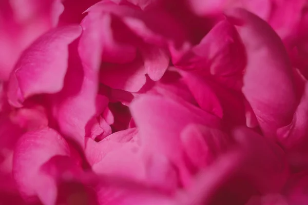 Blooming Pink Peony Flower Macro Image Beautiful Flower Peonies Background — Stock Photo, Image