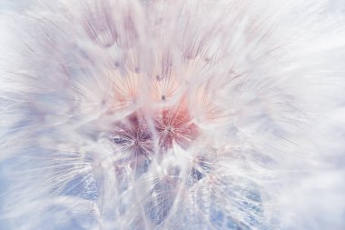 Gün batımında ormanda büyük beyaz bir karahindiba. Makro görüntü, yüzeysel alan derinliği. Soyut yaz doğa arka planı