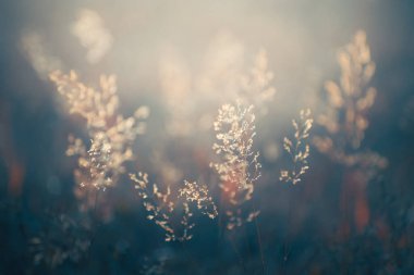 Günbatımında ormanda sonbahar otları. Makro görüntü, yüzeysel alan derinliği. Güzel sonbahar doğa arka planı