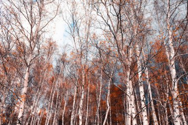 Sonbahar ormanında sarı yapraklı beyaz huş ağaçları. Soyut sonbahar doğa arkaplanı