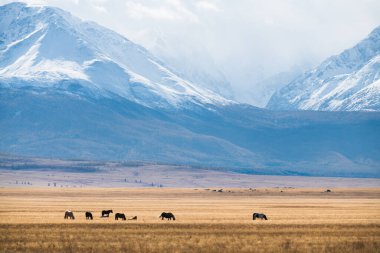 Atlar gün batımında dağlarda otluyor. Altai, Sibirya, Rusya 'da sonbahar manzarası. Karla kaplı dağ zirveleriyle Kuzey Chuya sırtı manzarası