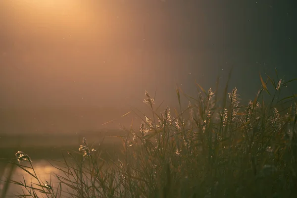 Очерет Березі Озера Під Час Заходу Сонця Чудовий Літній Краєвид — стокове фото