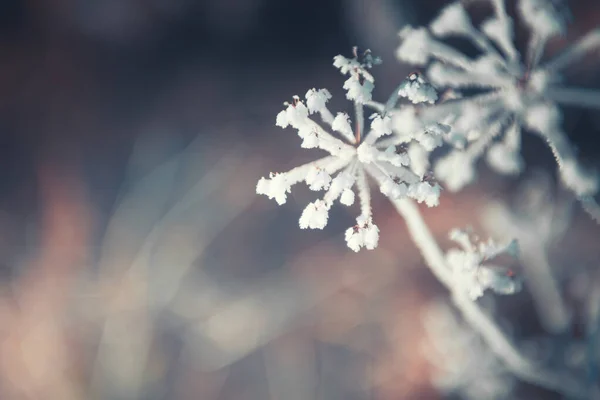 Frost Covered Plants Winter Forest Macro Image Shallow Depth Field — Stock Photo, Image