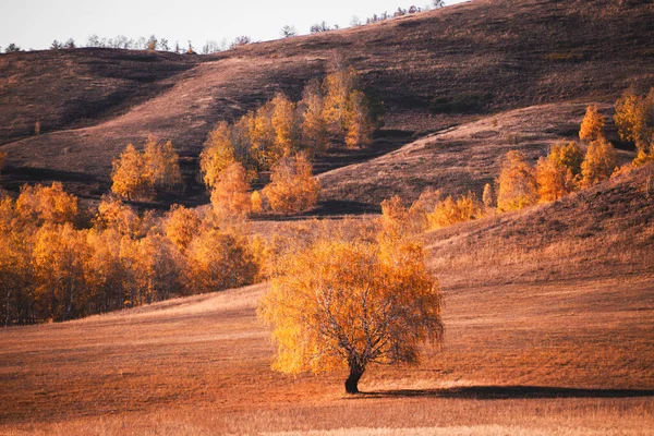 Jesienne Drzewa Żółtymi Liśćmi Górach Zachodzie Słońca Piękny Jesienny Krajobraz — Zdjęcie stockowe