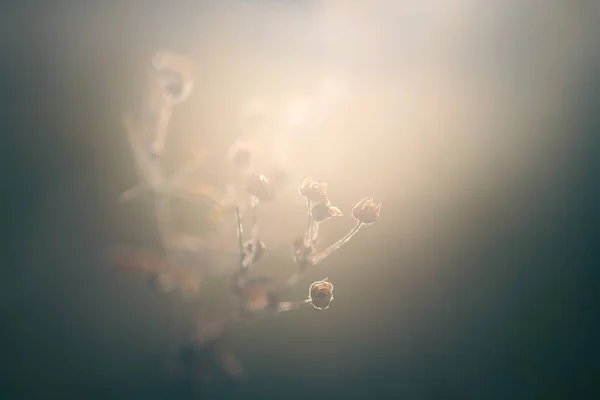 Herbe Sauvage Dans Une Forêt Coucher Soleil Image Macro Faible — Photo